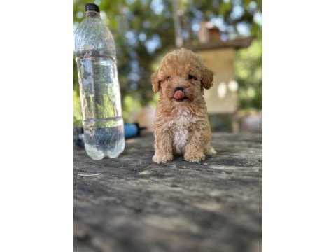 Orjinal boy teacup maltese bebekler
