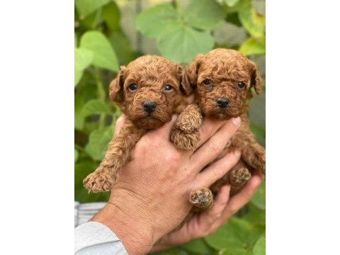 Irk garantili poodle bebeklerimiz için geç kalmayın
