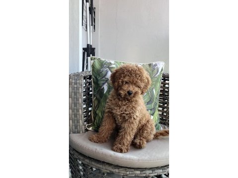 Toy poodle 2 numara aşılı