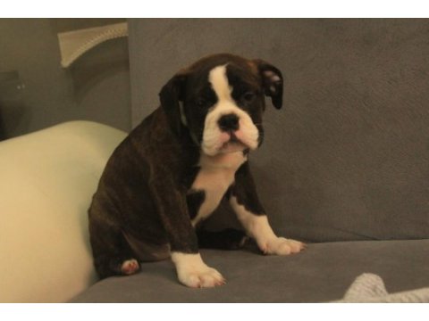 Avrupa standartlarında ingiliz bulldog
