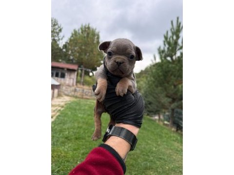 Oyuncu french bulldog bebekler