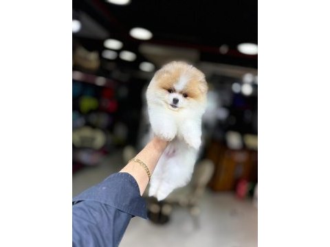 Pomeranian boo köpeği