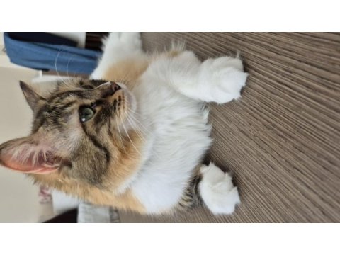 Oyuncu ve uykucu kedimiz sevimli mi sevimli ev arkadaşı