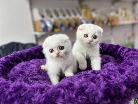 Scottish fold