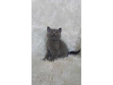 Safkan brittish shorthair