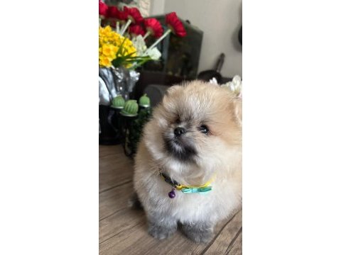 Pomeranian boo orjinal