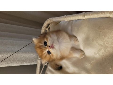 Son golden british longhair erkek