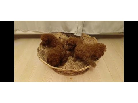 Red brown toy poodle bebekler yeni yuvalarını bekliyorlar