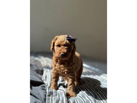 Güzeller güzeli poodle bebekler