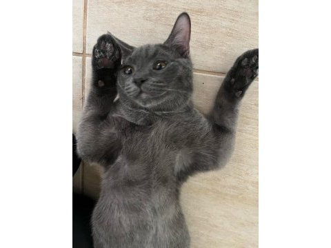 Ücretsiz british longhair afacan oğlum tokyo