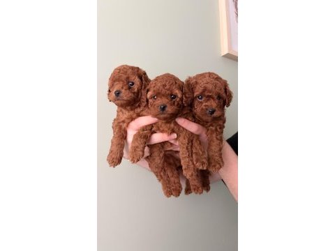 Kore toy poodle yavruları