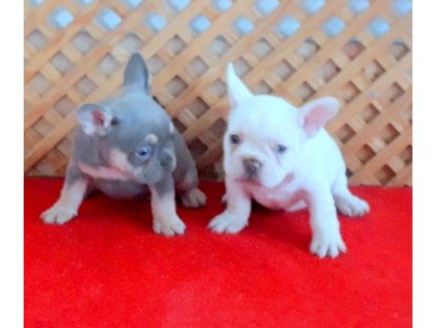 Lilac and platınum dişi ve lilac tan quad french bulldog
