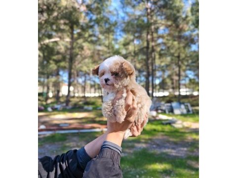 Orjinal maltipoo yavrularımız