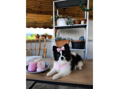 Özel görünümlü black white pomeranian