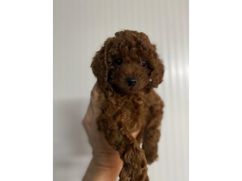Red brown kore erkek ve dişi toy poodle yavrular