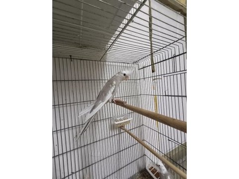 Wf cinnamon pied 2 aylık sultan papağanı yeme düştü