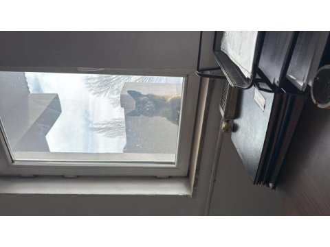 Belçika 1 yaşında uygun ücretli verilecektir
