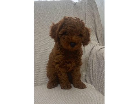 Toy poodle bebekler