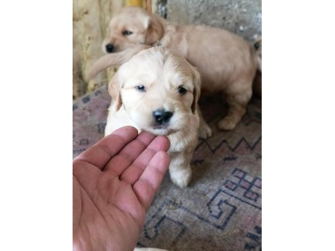 Baby face golden retriever yavrular