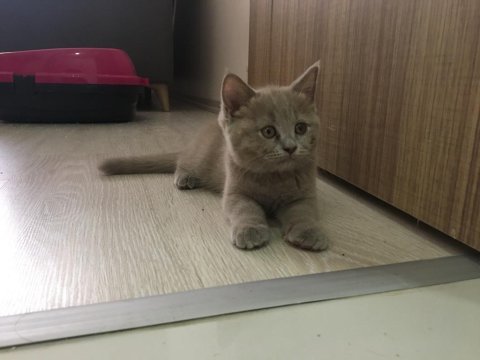 Lilac yavrularımız scottish fold