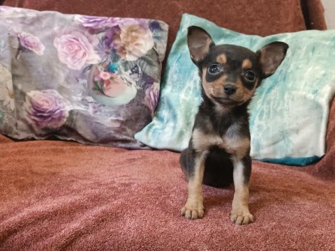 Mini pinscher yavrular