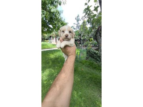Maltipoo yavrular