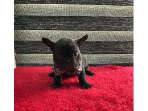 Yurtdışı kan hattı egzotik mıcro french bulldog yavrular