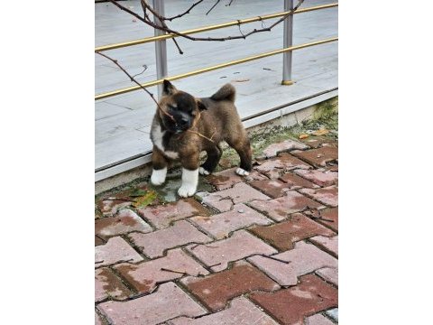 Amerikan akita köpeği