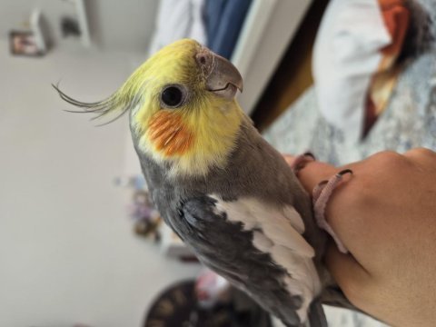 1.5 yaşında konuşan sultan papağanı