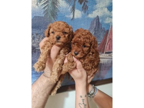 Toy poodle köpeğimiz ankara batıkent