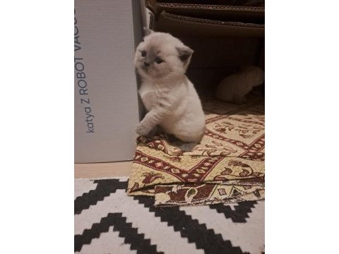 10 mart doğumlu scottish fold yeni ailesini arıyor