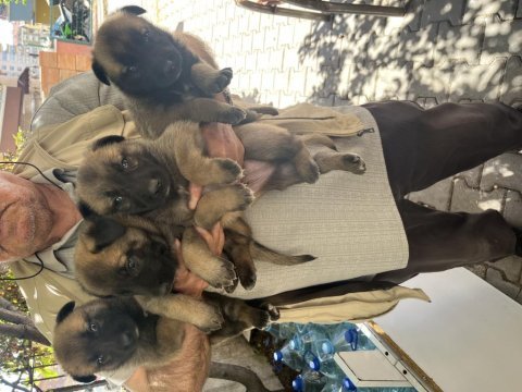 Birinci sınıf belçika malinois yavrular