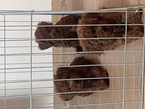 Oyuncak boy kore toy poodle bebekler