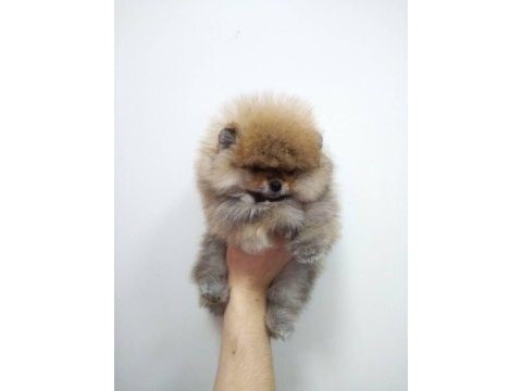 Pomeranian boo sevgiyle büyütülen