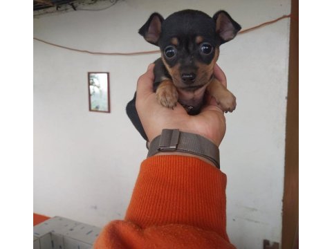 1.250 gr olacak pinscher