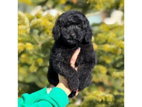 Siyah toy poodle kömür karası yavrumuz