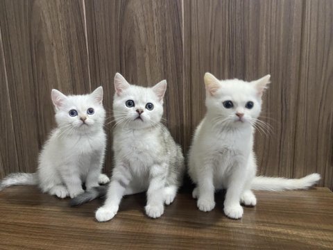 British shorthair yavrularım