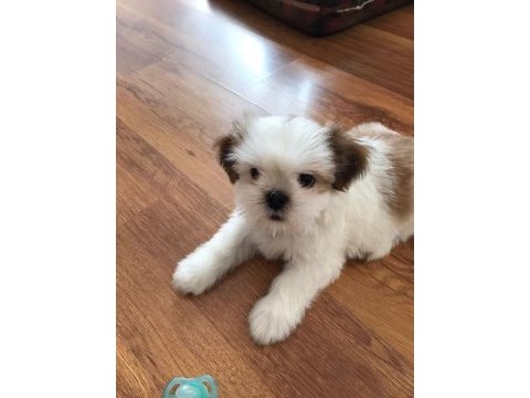 Çok tatlı shih tzu