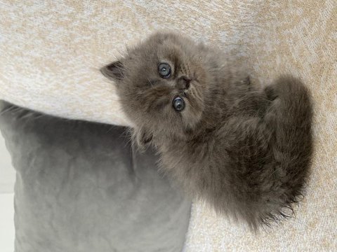 40 günlük british longhair