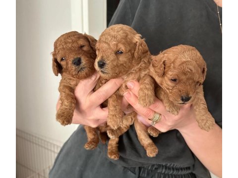 Poodle yavrularımız yeni evlerini bekliyor