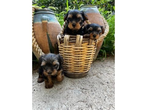 Teacup yorki bebekler dişi erkek mevcut kapıda ödeme