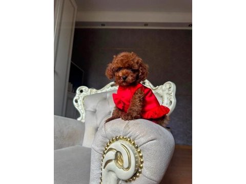 Vitrin güzeli poodle