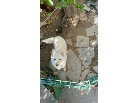 Antalyadan anne altından 5 aylık dişi sibirya kurdu