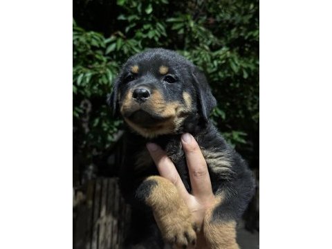 Minigimi sahiplendireceğim rottweiler