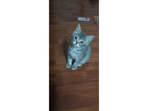 British shorthair yavrularımıza yuva arıyoruz