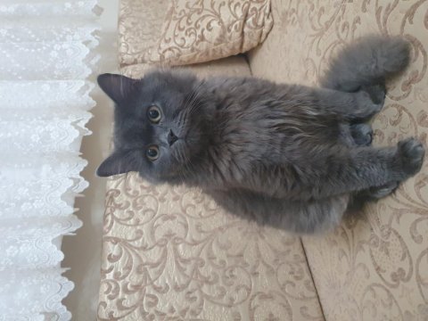 British shorthair kardeşlere ömürlük yuva arıyoruz