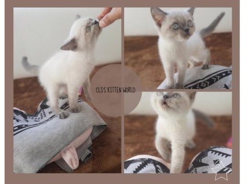 Blue poınt yavrularımız saglık ve ırk guvencesı ıle