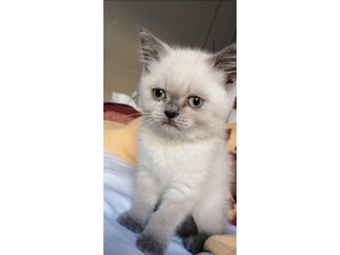 Ücretli british longhair sahiplendirme