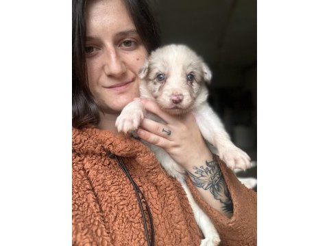 Border collie yavrularımız eğitim merkezimizden
