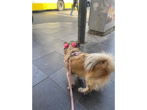 Acil ilan pomeranian kızımız yeni sahibine hayırlı olsun